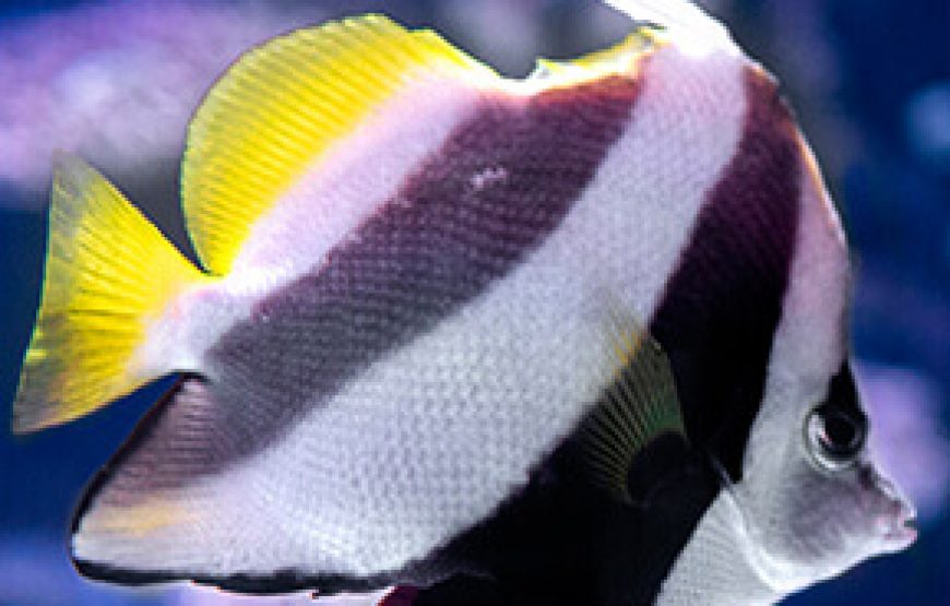 Aquarium from Antalya