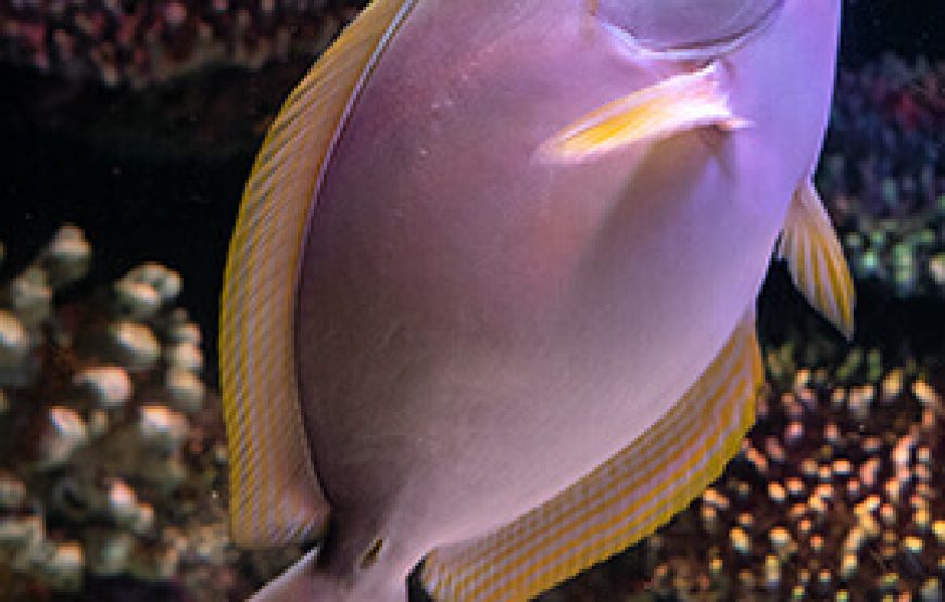 Aquarium from Antalya