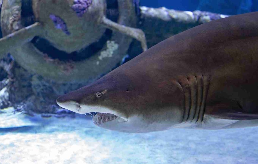 Aquarium from Antalya