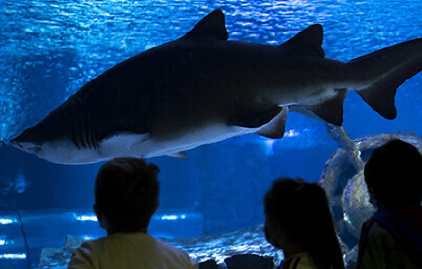 Aquarium from Antalya
