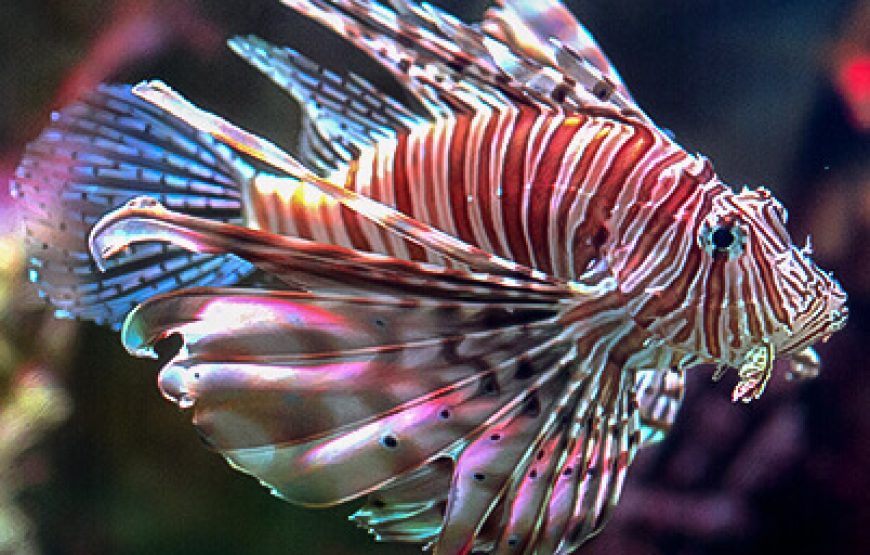Aquarium from Antalya
