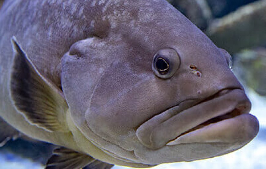 Aquarium from Antalya
