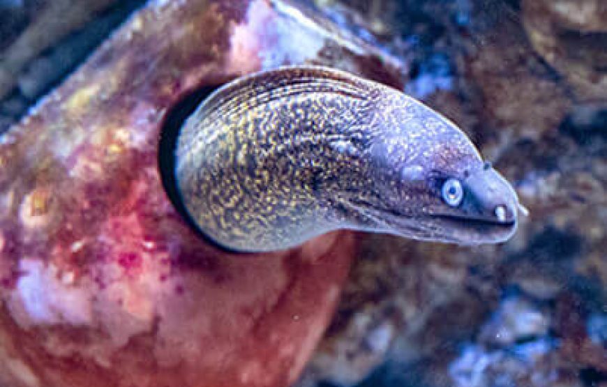 Aquarium from Antalya