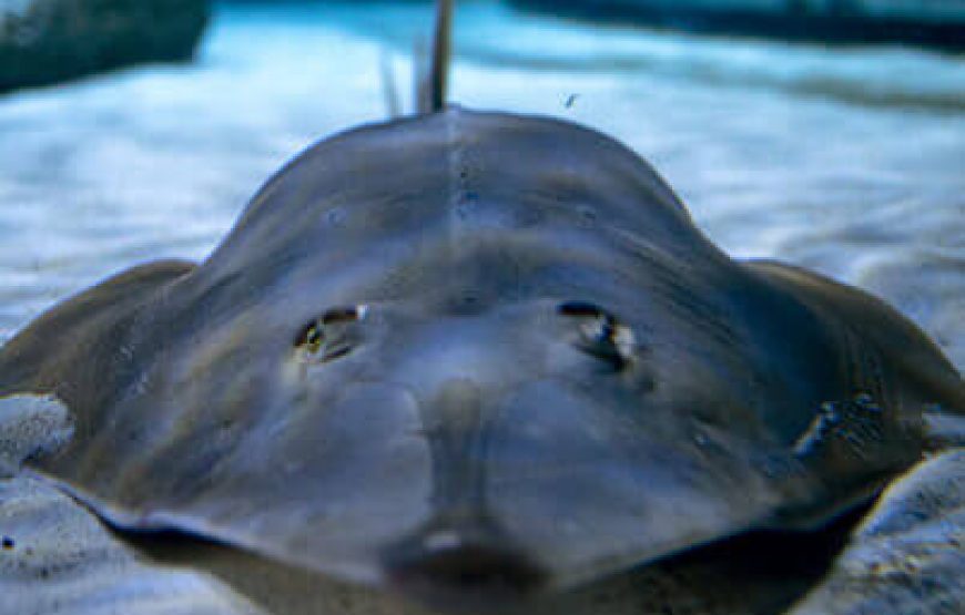 Aquarium from Antalya