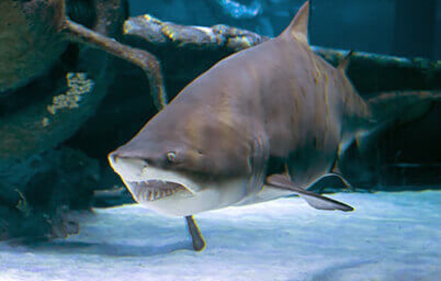 Aquarium from Antalya