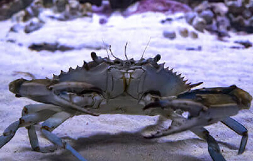 Aquarium from Antalya