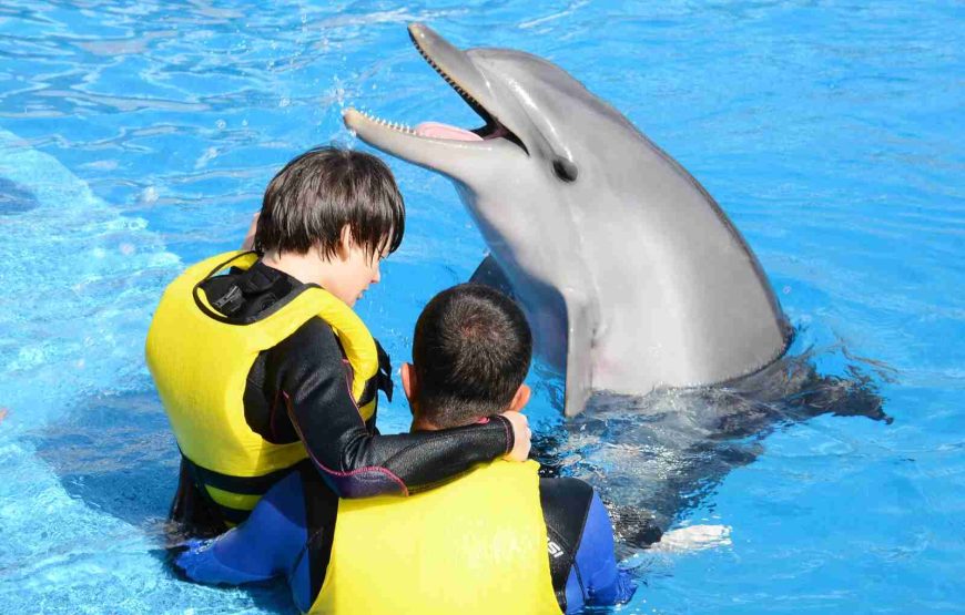 Swim with Dolphin