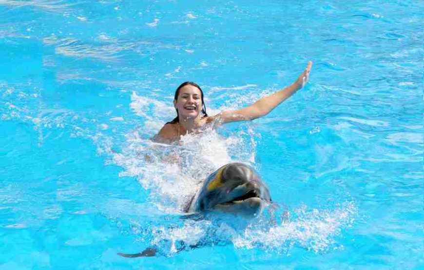 Swim with Dolphin