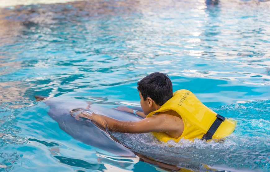 Swim with Dolphin
