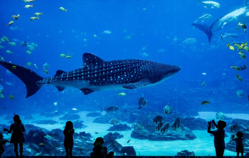 Antalya Aquarium & Old Town Tour